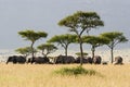 Elephant Herd Royalty Free Stock Photo