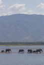 Elephant herd walking on water
