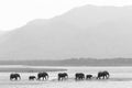 Elephant herd walking on water