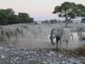 Elephant Herd at Water Hole in Etosha National Park, Namibia, Africa Royalty Free Stock Photo