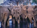 Elephant herd at waterhole,digital art Royalty Free Stock Photo