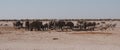 Elephant Herd at a Waterhole Panorama Royalty Free Stock Photo