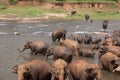 Elephant herd at a watering hole Royalty Free Stock Photo