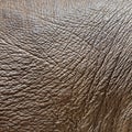 Elephant hide or skin Royalty Free Stock Photo