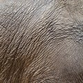 Elephant hide or skin Royalty Free Stock Photo