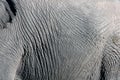 Elephant Hide Texture Royalty Free Stock Photo