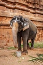 Elephant in Hindu temple Royalty Free Stock Photo