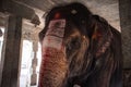 Elephant in a Hindu Virupaksha Temple.