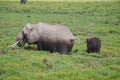 an elephant with his baby Royalty Free Stock Photo