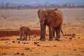 an elephant with his child Royalty Free Stock Photo