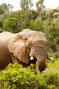 Elephant with his trunk Curled up Royalty Free Stock Photo