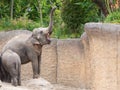 Elephant honks with mouth wide open Royalty Free Stock Photo