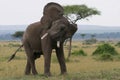 Elephant in a huff