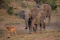 Elephant and Impala interaction at the waterhole 10648 Royalty Free Stock Photo