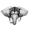 Elephant, indian or african elephant Hipster animal wearing motorycle helmet. Image for kindergarten children clothing