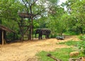 An elephant inhabiting captivity in the vicinity of Sigiriya