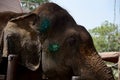 Elephant injured and sick