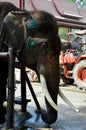 Elephant injured and sick