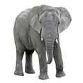 Elephant isolate on white background. african animal