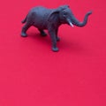 Elephant isolated on red background raised trunk with copy space. Minimum wild life scene