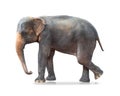 Elephant isolated on white background. Large mammals. Clipping path