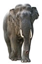 Elephant isolated on white background Royalty Free Stock Photo