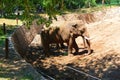 Elephant in the Israeli zoo on a sunny day Royalty Free Stock Photo