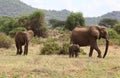 Elephant with ist child in Africa