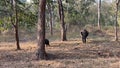 Elephant and its calf playing around at Kabini, Nagarhole National Park