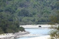 Elephant in its habitat near Ramganga river, Jim Corbett