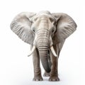 High-contrast Image Of Elephant With Shiny Bumpy Texture Royalty Free Stock Photo
