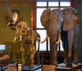 Elephant and its skeleton at Nature History Museum