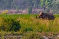 An Elephant with its trunk high