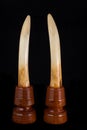 Elephant ivory