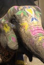 Elephant, Jaipur, India Royalty Free Stock Photo