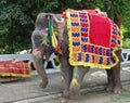 Elephant, Jaipur, India Royalty Free Stock Photo