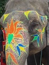 Elephant, Jaipur, India Royalty Free Stock Photo