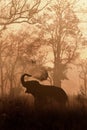 Elephant in Jim Corbett National Park