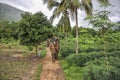 Elephant jungle tour Royalty Free Stock Photo