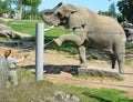 Elephant keeper with an animal