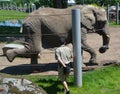 Elephant keeper with an animal for the take medical care