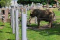 Elephant keeper with his animal for the take medical care and cleanning this big animal