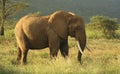 Elephant in Kenya