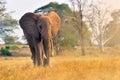 Elephant in Kenya National Park, Taita Hils, Africa Royalty Free Stock Photo