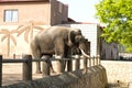 The elephant in the Korea Central Zoo. Pyongyang, DPRK - North Korea.