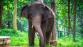 Handsome Elephant Royalty Free Stock Photo