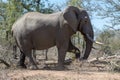 Elephant kruger national Park Royalty Free Stock Photo