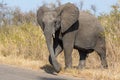 Elephant Kruger National Park Royalty Free Stock Photo