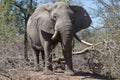 Elephant kruger national Park Royalty Free Stock Photo