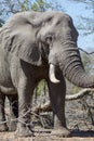 Elephant kruger national Park Royalty Free Stock Photo